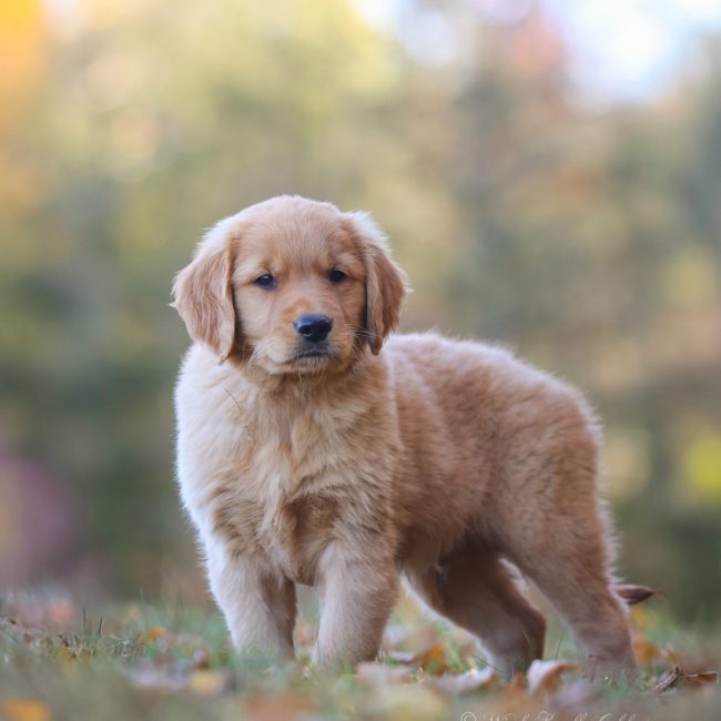 Golden Retriever Puppy Stanning in a field New England