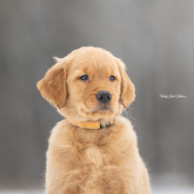 Silas Windy Knoll Goldens AKC Breeder In Maine