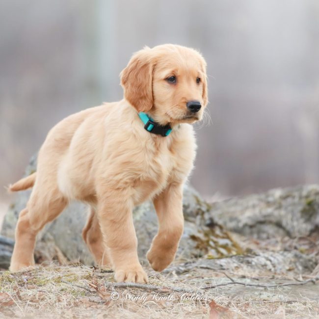 Willow Windy Knoll Goldens AKC Golden Retreiver Puppies for Sale in Maine