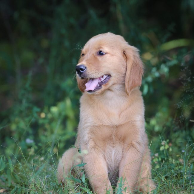 Willow Windy Knoll Goldens AKC Golden Retriever Puppies For Sale in Maine