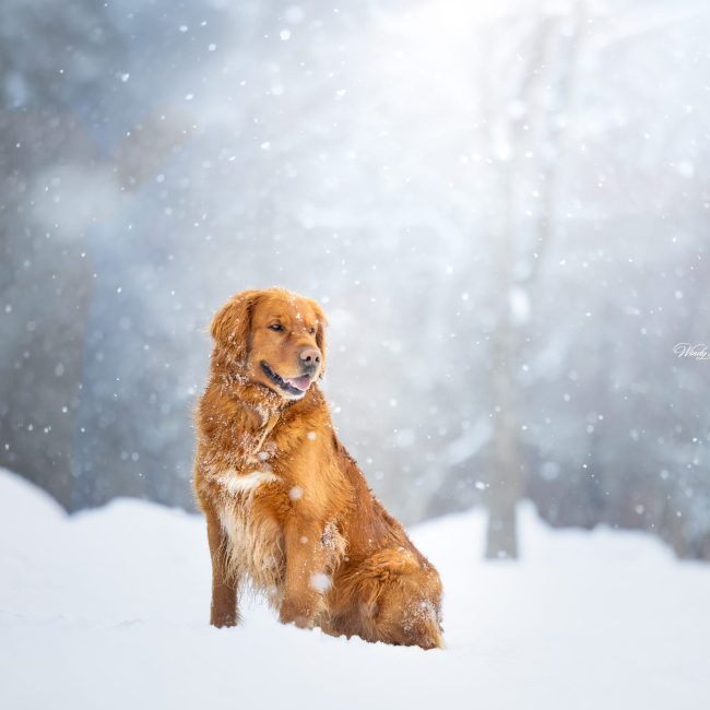 Dark Red Golden Retriever In the snow in Maine