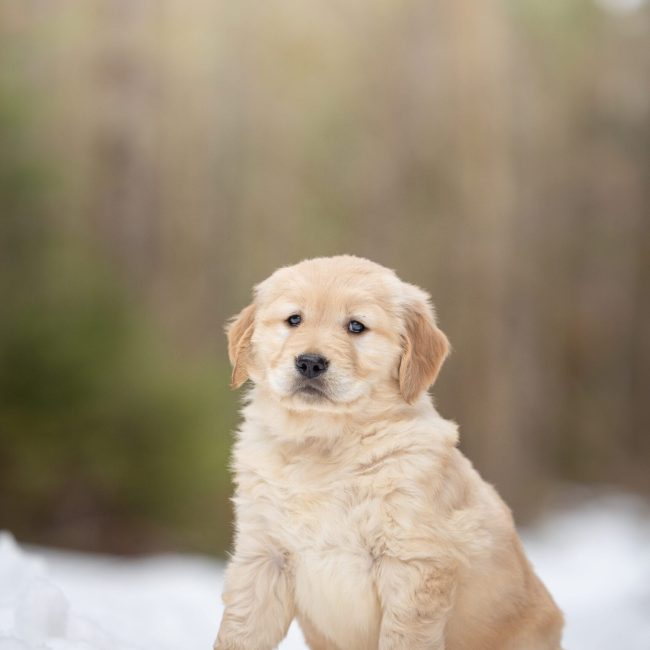 Windy Knoll Goldens AKC Breeders Near Boston MA