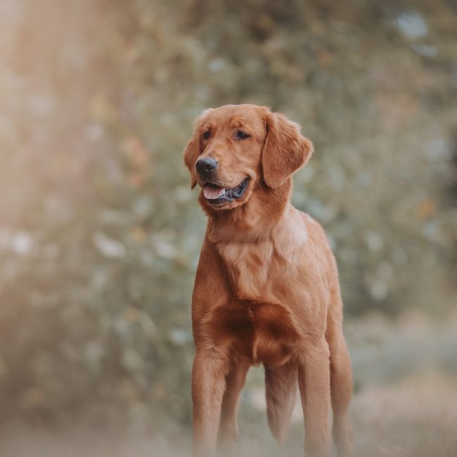 Windy Knoll Goldens AKC Dark Red Golden Retriever Puppies in Maine Acadia