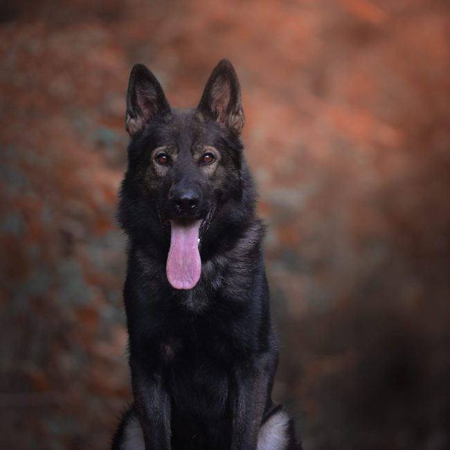 Windy-Knoll-Goldens-AKC-Dark-Sable-East-Working-Line-German-Shepherds-Near-Me-scaled