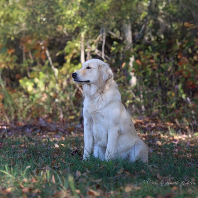 Windy Knoll Goldens AKC Golden Retriever Breeders Near Me Princess