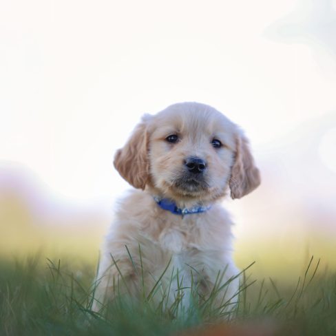 Windy Knoll Goldens AKC Golden Retriever Breeders in NH