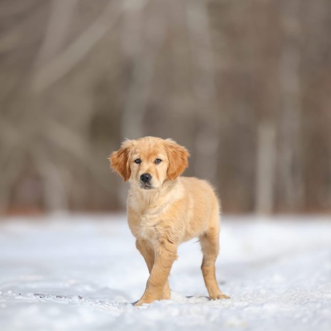 springtime fun with the puppies in maine