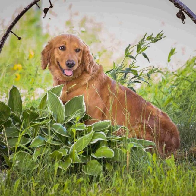 Windy Knoll Goldens AKC Golden Retriever Elemay SM – Copy Windy Knoll Goldens AKC Golden Retriever Elemay SM - Copy
