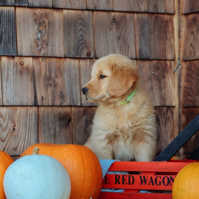 Windy Knoll Goldens AKC Golden Retriever Puppies For Sale Near VT Robby