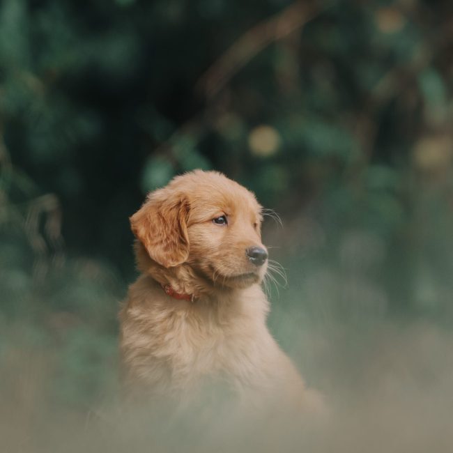 Windy Knoll Goldens AKC Golden Retriever Puppies For Sale in NH Tucker