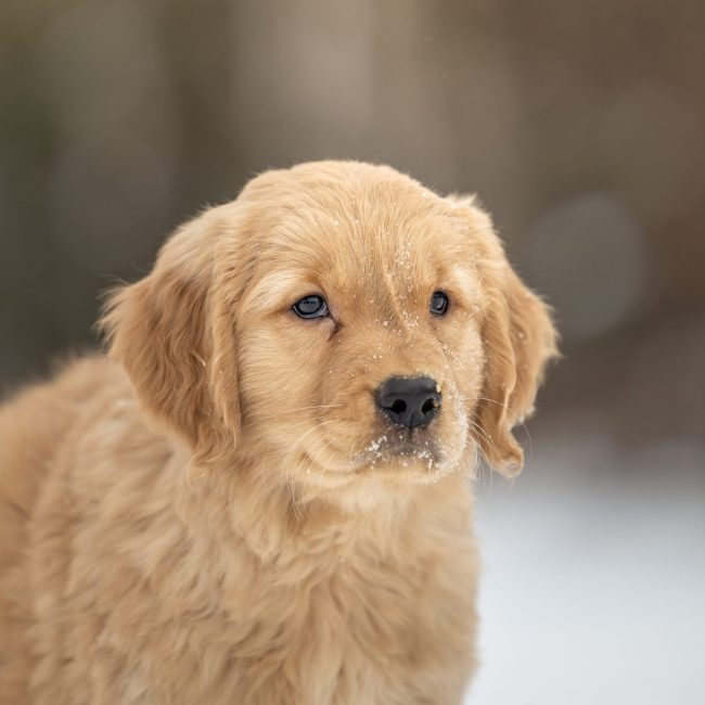 Windy Knoll Goldens AKC Golden Retriever Puppies For Sale in New England