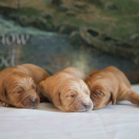 Windy-Knoll-Goldens-AKC-registered-Cute-Dark-Red-Golden-Retriever-near-Boston-Massachusets-1
