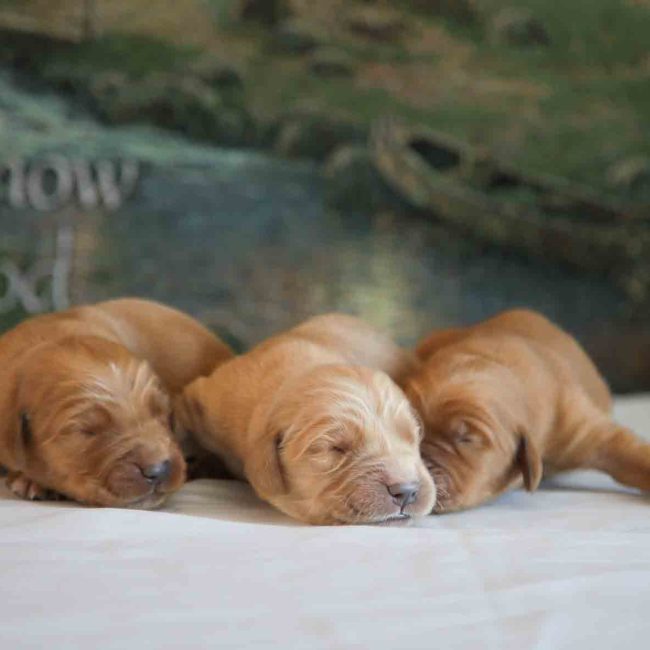 Windy-Knoll-Goldens-AKC-registered-Cute-Dark-Red-Golden-Retriever-near-Boston-Massachusets-1