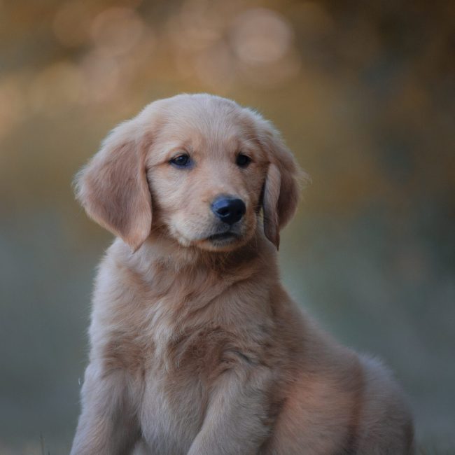 Windy Knoll Goldens Bear Cute AKC Golden Retriever Puppy For Sale Near Me