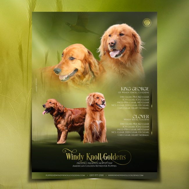 Windy Knoll Goldens Clover & George_square Windy Knoll Goldens Clover & George_square