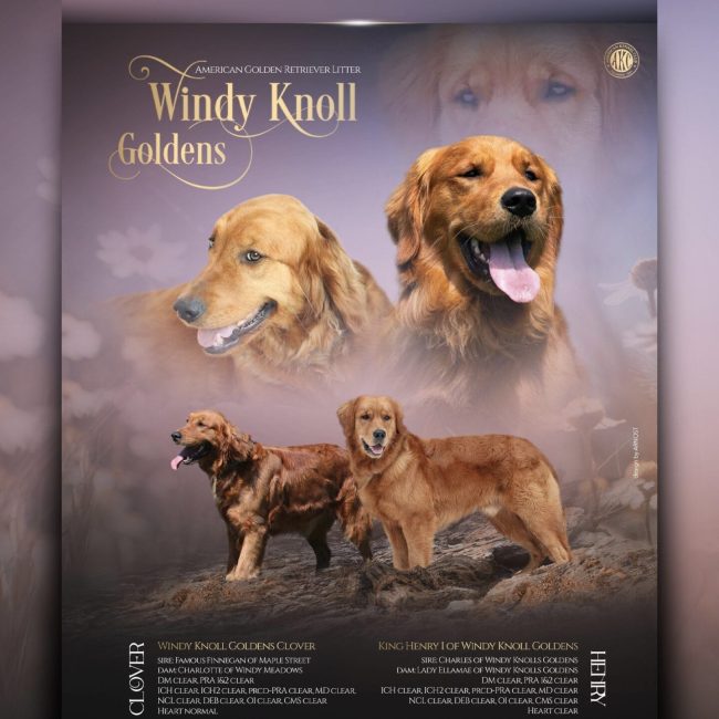 Windy Knoll Goldens Clover & Henry_ig_edit