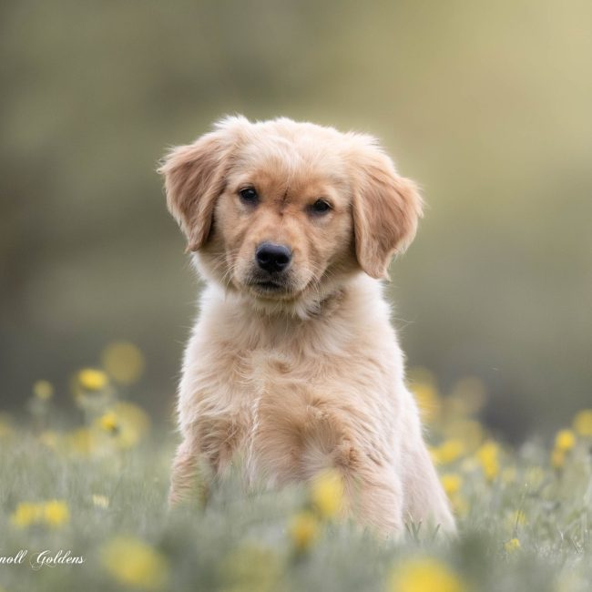 Windy Knoll Goldens Cristie AKC Golden Retriever Breeders Near Me