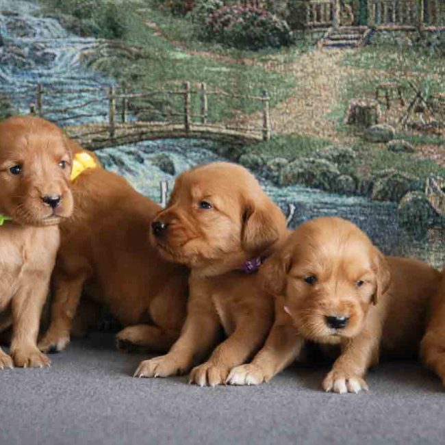 Windy-Knoll-Goldens-Cute-Dark-Red-AKC-Golden-Retriever-Puppies-in-Maine