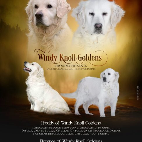 English Cream Golden Retriever Puppies Coming Soon!