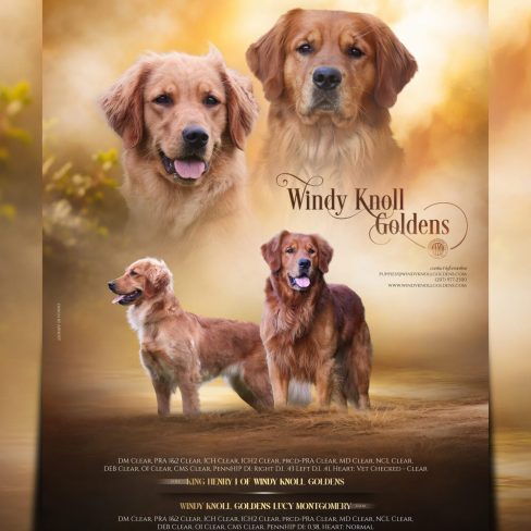 Windy Knoll Goldens Henry & Lucy_fb_ig story