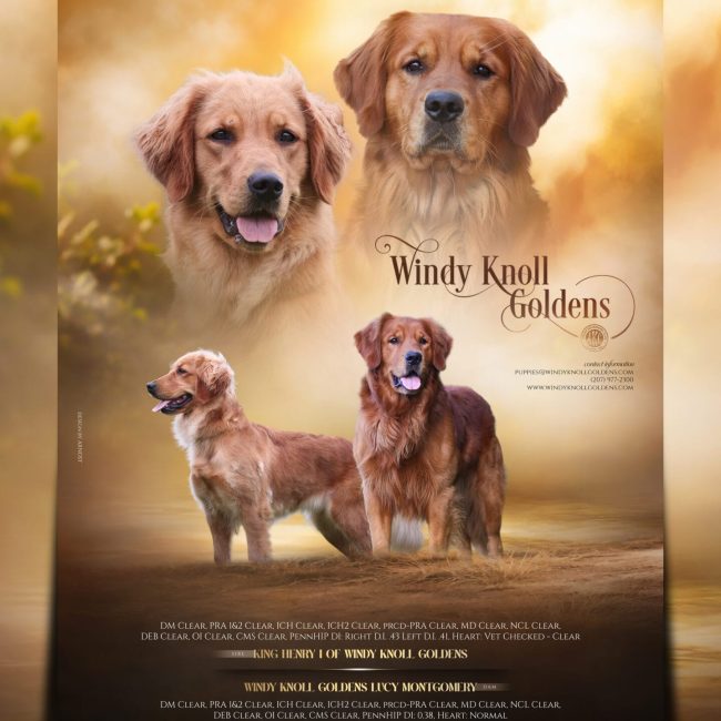 Windy Knoll Goldens Henry & Lucy_fb_ig story