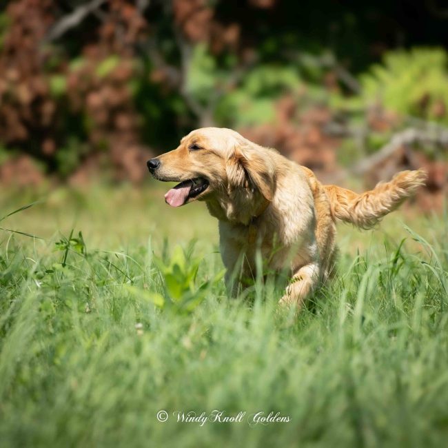 Windy Knoll Goldens Maple AKC American - Copy
