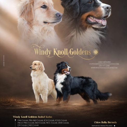 Windy Knoll Goldens Prince & Izzy