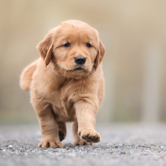 Windy Knoll Goldens Reputable Golden Retriever Puppies for Sale Near Portland ME Clover