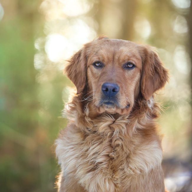Windy Knoll Goldens Ruby Dark Red Golden Retriever Puppies For Sale in Maine