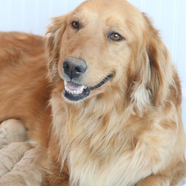 Windy Knoll Goldens Spice