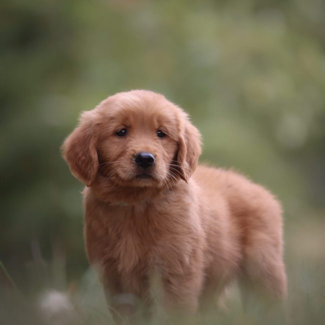 Windy Knoll Goldens