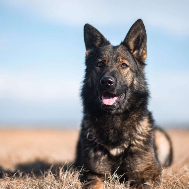 Windy-Knoll-Shepherds-Trusted-German-German-Shepeherd-Breeder