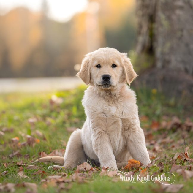 arthur-11-weeks-old-golden-retriever-puppy-sitting-under-maple-tree-windy-knoll-goldens