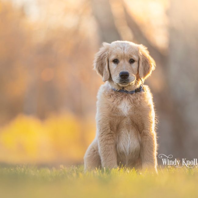 Charlie, a golden retriever puppy in a blue collar, sitting under an oak tree at sunset at Windy Knoll Goldens