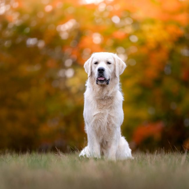 Freedom, an English Cream Golden Retriever, sitting in the grass in front of autumn trees in Maine.