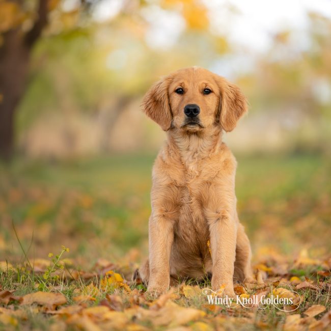 Percy the golden retriever puppy sitting in fall leaves under autumn trees at Windy Knoll Goldens