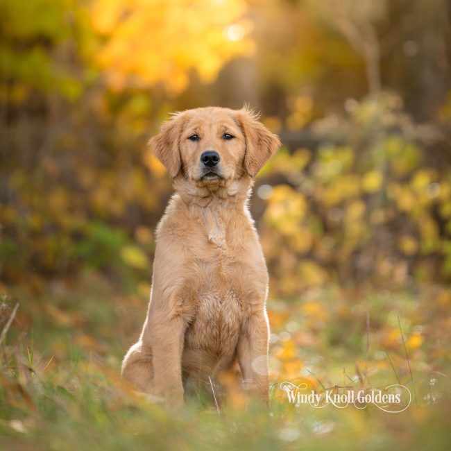 Scarlett the golden retriever puppy sitting in the grass in front of golden fall leaves at Windy Knoll Goldens